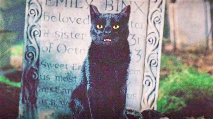 From Salem to Binx, our favorite famous black cats, ranked