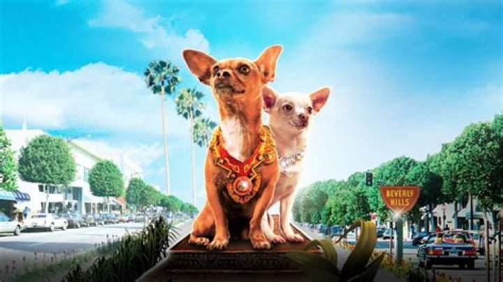 How many Chihuahua movies are there? – Celebrity