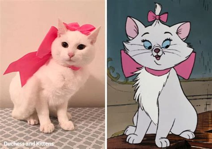 What breed of cat is Berlioz from Aristocats? – Celebrity