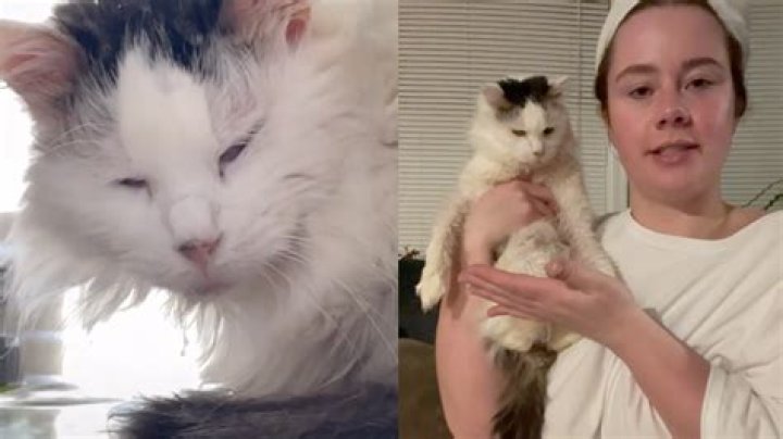 Who was Pot Roast? Famous TikTok cat dies