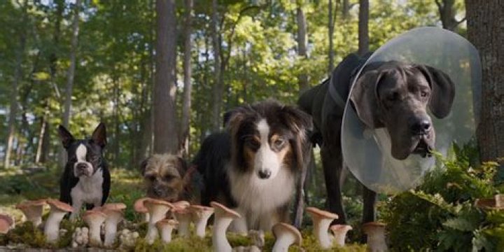 Will Ferrell is a cute pup hell-bent on brutal revenge in the hilariously profane ‘Strays’ trailer